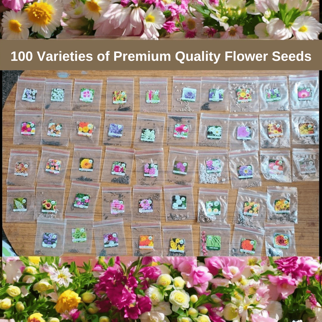 Pack of 50 Combo Flower Seeds for Your Home Garden | Winter | All-Season Varieties, Perfect for Indian Winters Guaranteed to Bloom